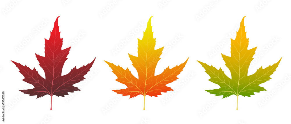 Set of vector maple leaves. Multicolored maple leaves isolated on white background.