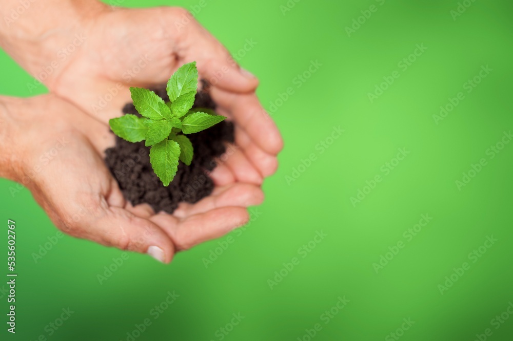 Hand of person planting a green plant Hand of person planting a green plant