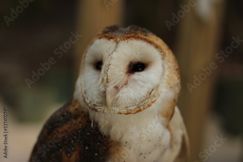 Barn Owl Portrait © Jacob