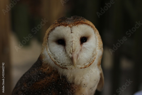 Barn Owl Portrait © Jacob