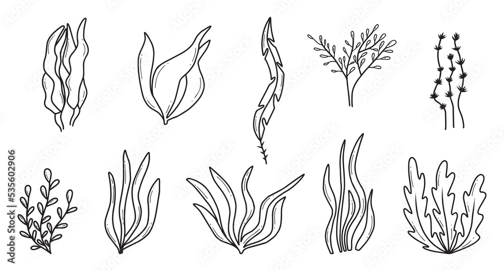 Algae set. Hand drawn collection of colored algae. Sea plants.Vector illustration. Doodle style. Algae set. Hand drawn collection of colored algae. Sea plants.Vector illustration. Doodle style.