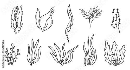 Algae set. Hand drawn collection of colored algae. Sea plants.Vector illustration. Doodle style.