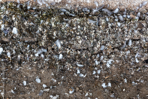Background, pigeon droppings with bird feathers close-up