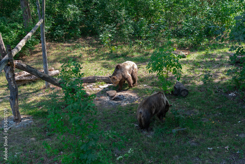 bear in the woods