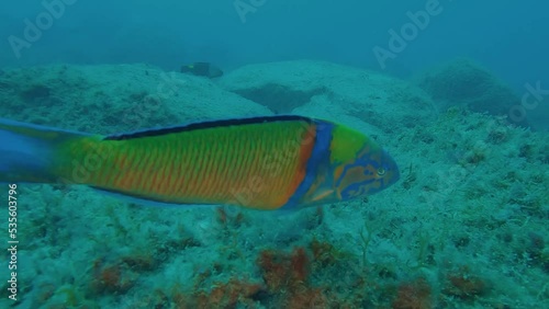 Slow Motion video of a Thalassoma pavo, Fredi, Donzella pavonina or Ornate wrasse defending its home in Tenerife coast at Canary Islands in Spain