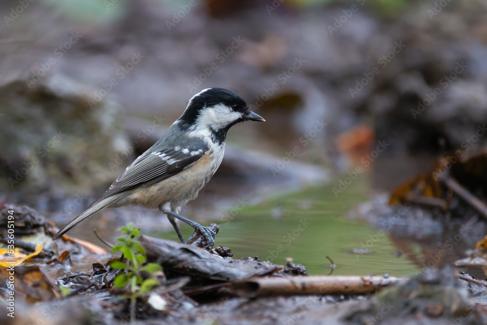 Coal tit Periparus ater on a tree branch Coal tit Periparus ater on a tree branch