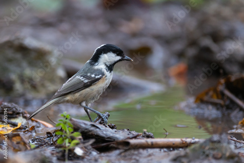 Coal tit Periparus ater on a tree branch