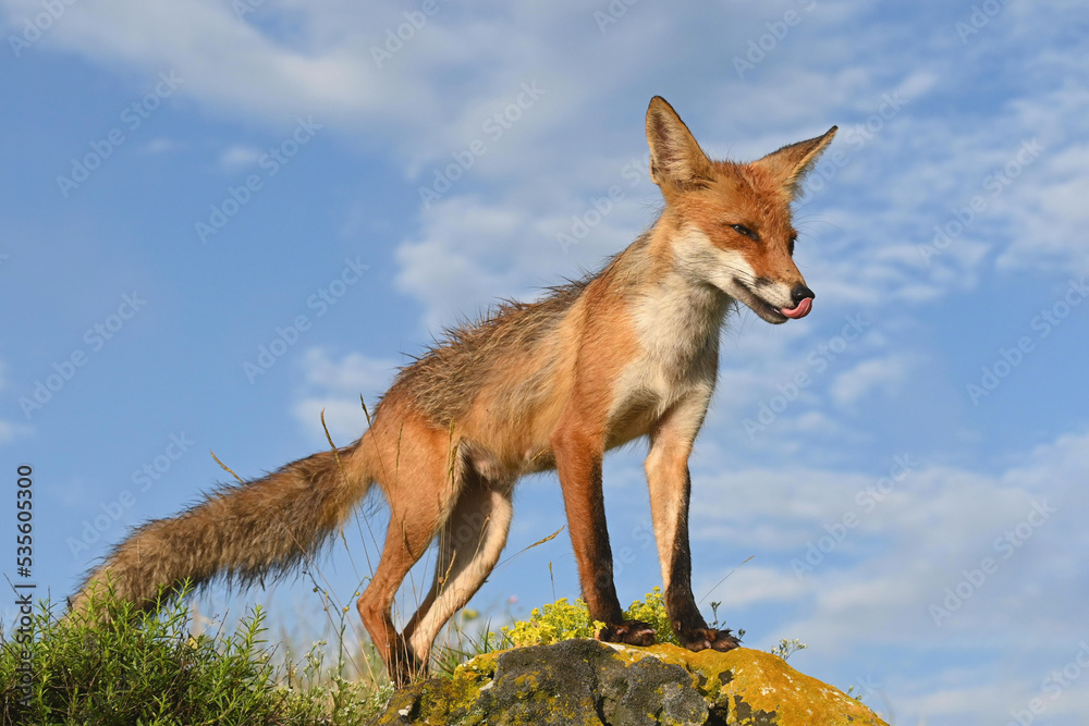 Red fox Vulpes vulpes on a blue sky background Red fox Vulpes vulpes on a blue sky background