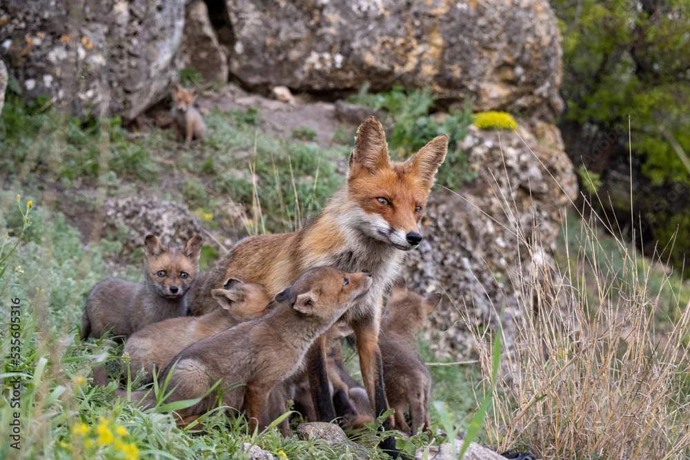 Red fox Vulpes vulpes in the wild standing on the slope fox with cub