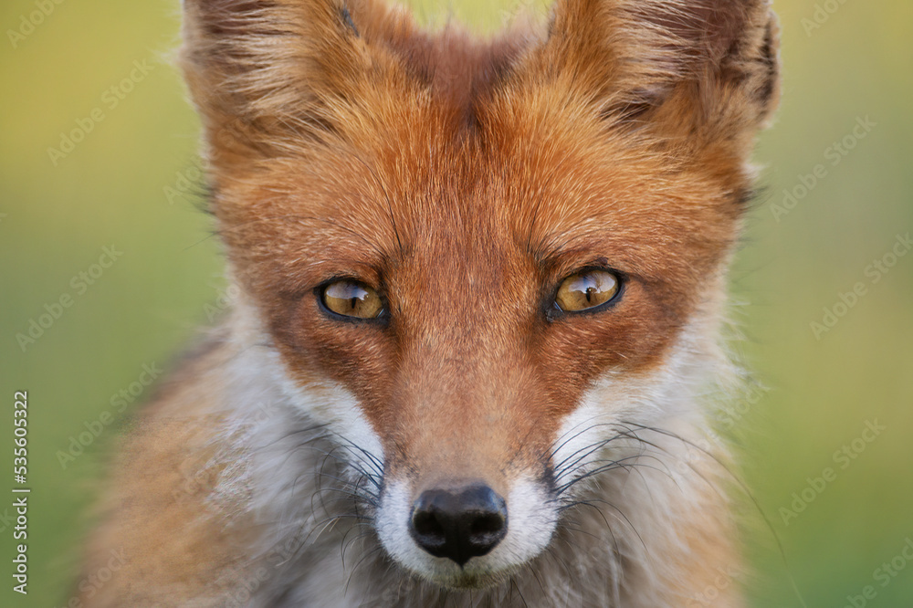 Portrait red fox Vulpes vulpes on a beautiful background Portrait red fox Vulpes vulpes on a beautiful background