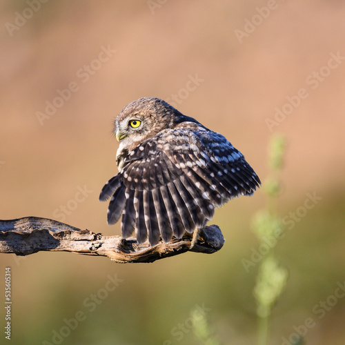 Little owl in natural habitat Athene noctua