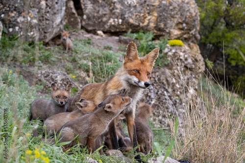 Fototapeta Naklejka Na Ścianę i Meble -  Red fox Vulpes vulpes in the wild standing on the slope fox with cub
