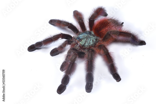 Closeup picture of the Antilles pinktoe tarantula or Martinique red tree spider, Caribena (Avicularia) versicolor [Araneae: Theraphosidae], photographed on white background.
