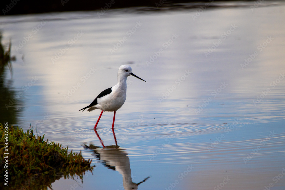 Obraz premium Black-wing Stilt wading in the Estuary