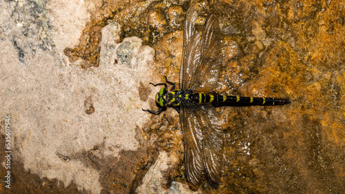 Mosaikjungfer von oben