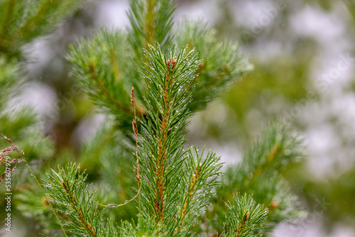 Branches of a green fir-tree close up