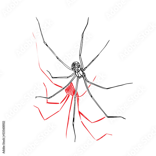 Spider Papa long legs. Scary spider for Halloween. Doodle on a white background. Phalangeal opiliones or Harvestmen photo