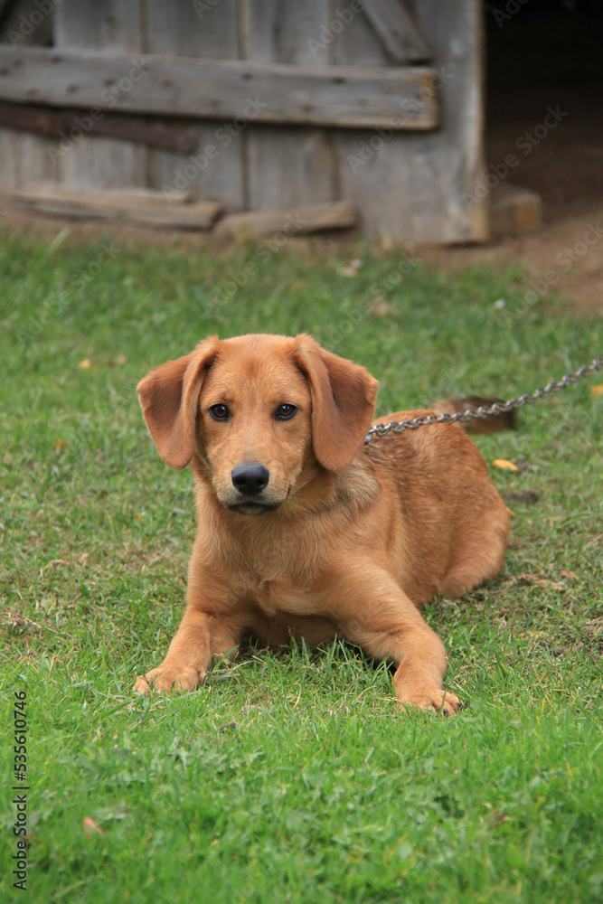 a brown puppy tied to a chain