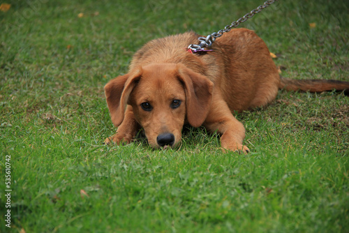 a brown puppy tied to a chain