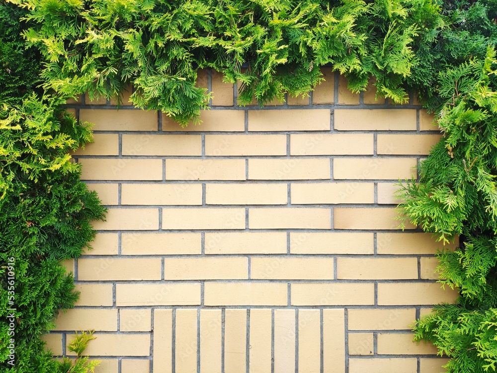 Brick wall background with ivy in the garden