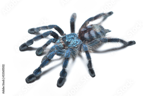 Closeup picture of a blue juvenile of the Antilles pinktoe tarantula or Martinique red tree spider, Caribena (Avicularia) versicolor [Araneae: Theraphosidae], photographed on white background. photo