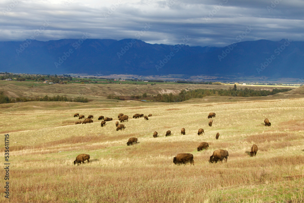 Obraz premium Herd of wild Buffalo, a.k.a. Bison, grazing in a prairie grassland landscape with the Rocky Mountains and dramatic cloudy sky in the background