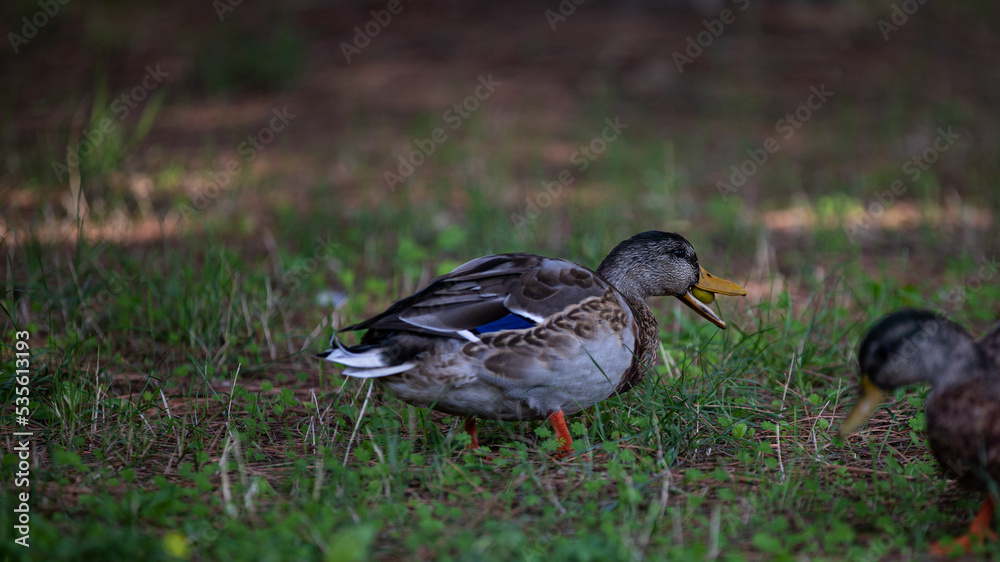 Ente frisst eine Olive Ente frisst eine Olive