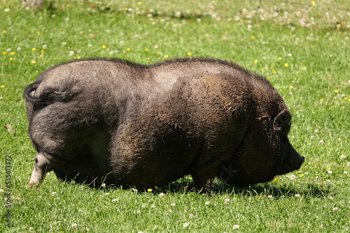 Haengebauchschwein