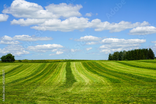 Rural landscape in summer with freshly mowed meadow with trees on blue sky background