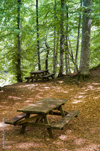 wooden sitting bench surrounded by trees in a forest in Yedigoller National Park Turkey