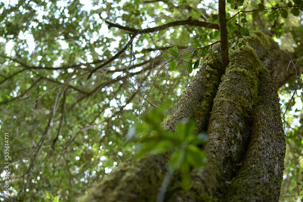 Fototapeta premium trunk of a tree with green moss from the humidity of the Patagonian forest