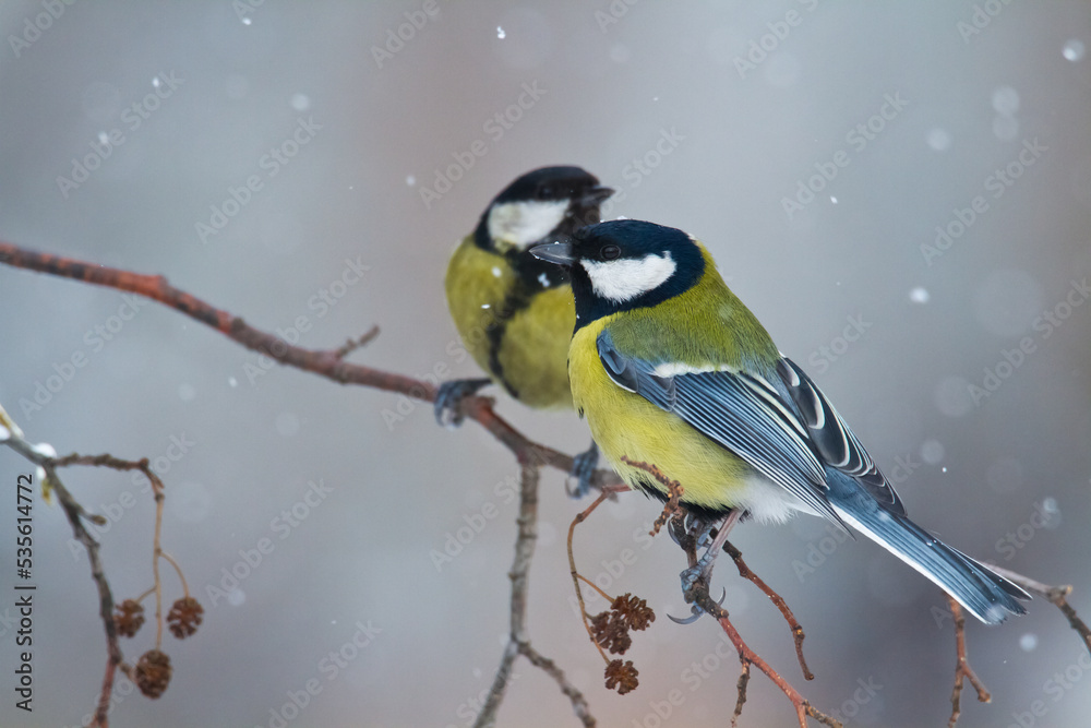 Fototapeta premium Colorful great tit ( Parus major ) perched on a tree trunk, photographed in horizontal, amazing background