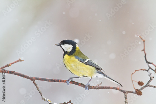 Colorful great tit ( Parus major ) perched on a tree trunk, photographed in horizontal, amazing background