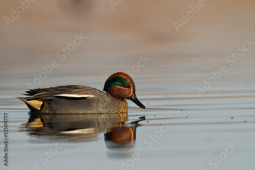 Bird, duck Anas crecca common teal, Poland Europe male photo