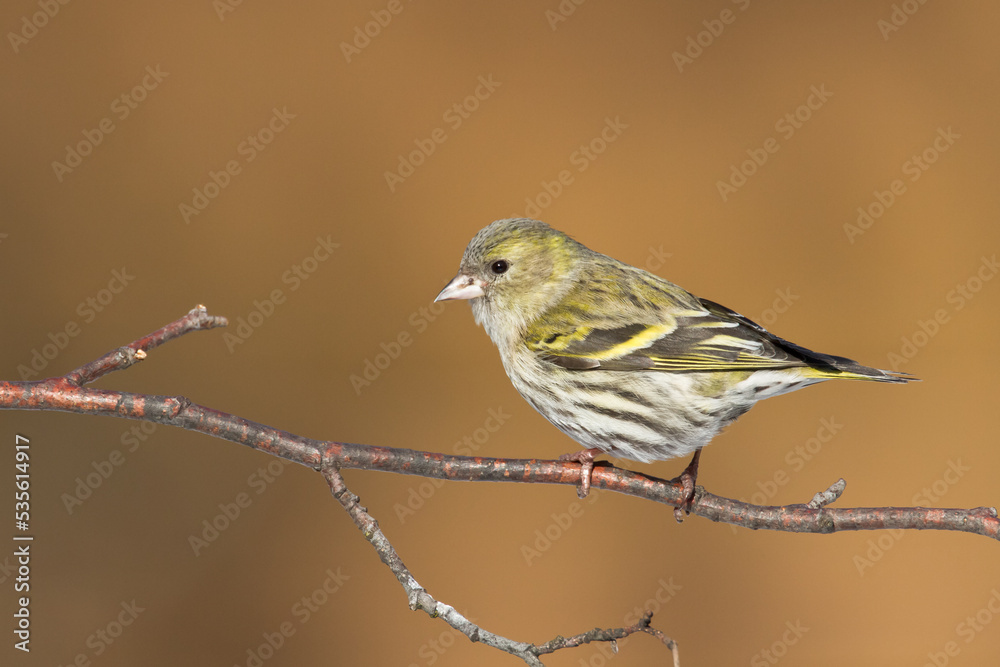 Bird Siskin Carduelis spinus male, small yellow bird, winter time in Poland Europe