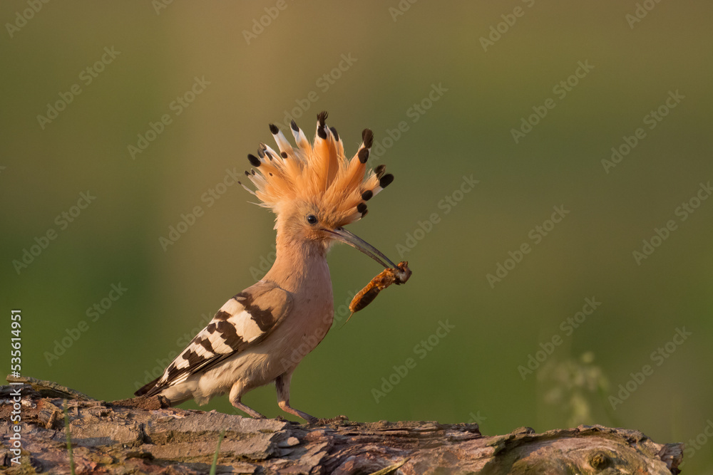 Fototapeta premium Bird Hoopoe Upupa epops, summer time in Poland Europe flying bird 