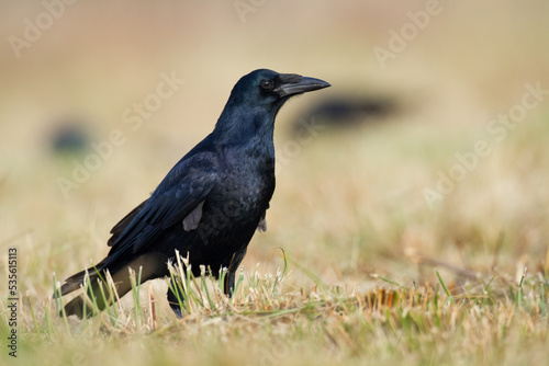 Bird Rook corvus frugilegus landing, black bird in autumn time, Poland Europe