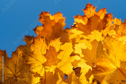 low angle view towards yellow maple tree leaves and blue sky