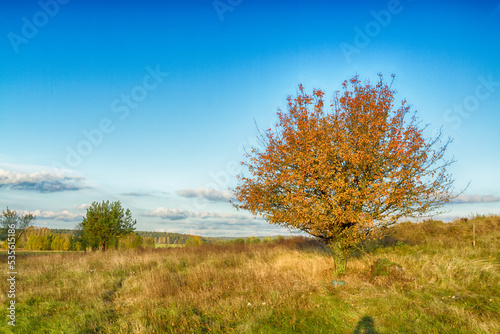 Landscape autumn field with colourful trees, autumn Poland, Europe and amazing blue sky with clouds, sunny day 