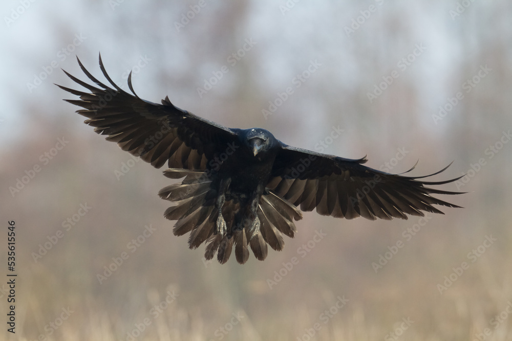 Obraz premium beautiful raven Corvus corax North Poland Europe black bird crow flying bird