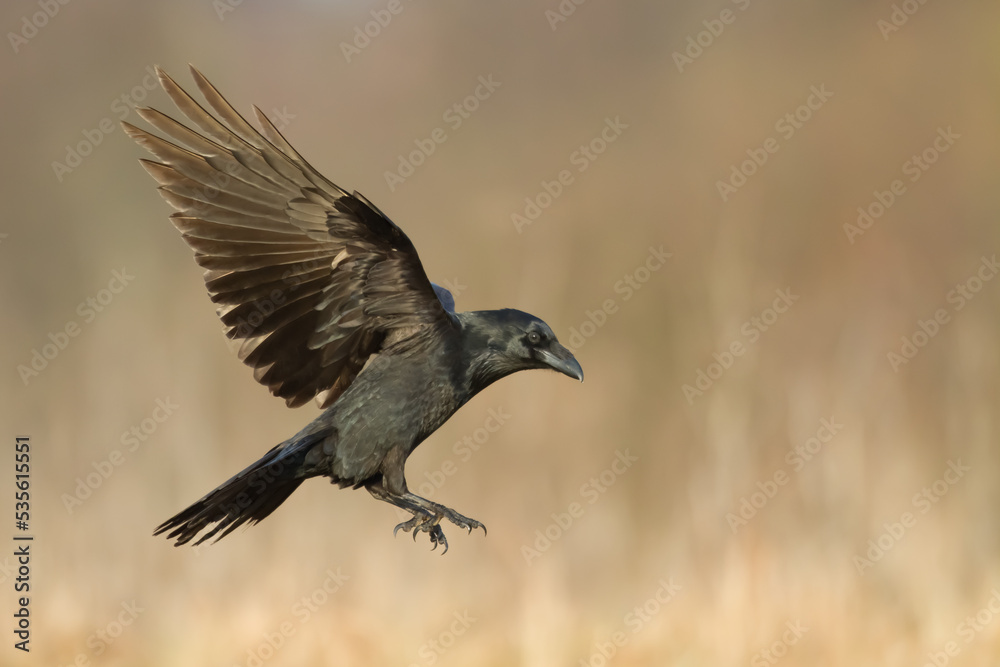 beautiful raven Corvus corax North Poland Europe black bird crow flying bird beautiful raven Corvus corax North Poland Europe black bird crow flying bird