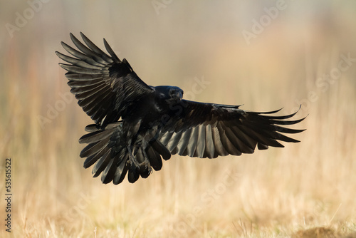 beautiful raven Corvus corax North Poland Europe black bird crow flying bird