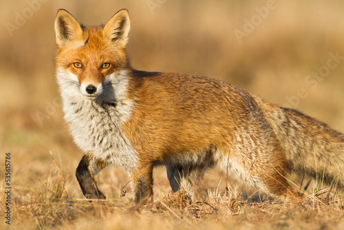 Fox Vulpes vulpes in autumn scenery, Poland Europe, animal walking among autumn meadow in amazing light 