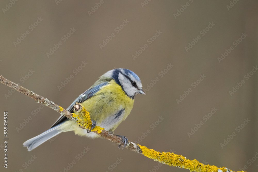 Bird - Blue Tit Cyanistes caeruleus perched on tree Bird - Blue Tit Cyanistes caeruleus perched on tree