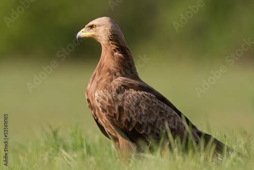 Birds of prey - Lesser Spotted Eagle Aquila pomarina hunting time 