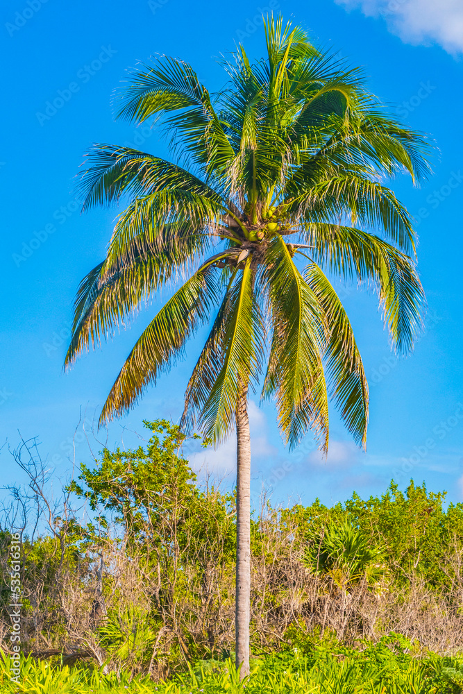 Naklejka premium Tropical natural palm tree coconuts blue sky in Mexico.