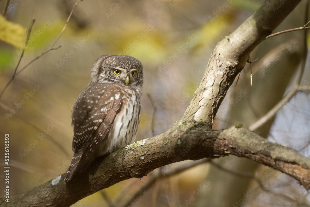 Pygmy owl Glaucidium passerinum little owl natural dark forest north parts of Poland Europe Knyszyn Primeval Forest Pygmy owl Glaucidium passerinum little owl natural dark forest north parts of Poland Europe Knyszyn Primeval Forest