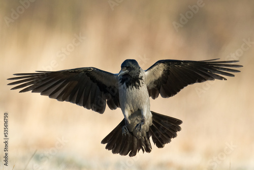 Bird - flying Hooded crow Corvus cornix in amazing warm background Poland Europe  © Marcin Perkowski