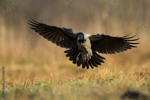 Bird - flying Hooded crow Corvus cornix in amazing warm background Poland Europe  © Marcin Perkowski