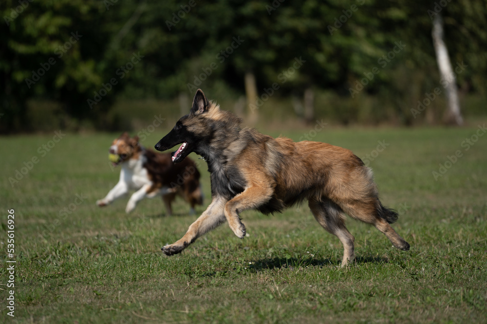 Border collie running in the field with a belgian malinois puppy dog